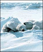 Three sleeping bears NOAA