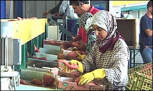 Palestinian farm workers