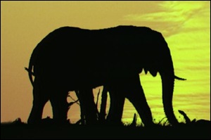 African elephants