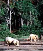 Forest elephants