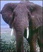 Savannah elephant