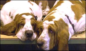 Dogs at Crufts, bbc