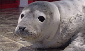 Seal