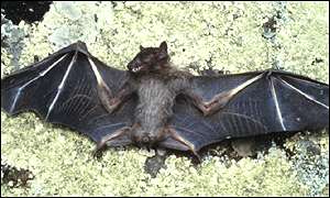 A bat