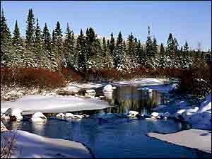 Forest in snow 1998 EyeWire,Inc.