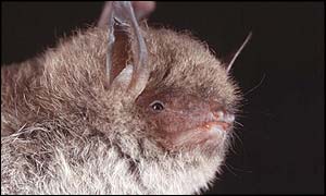Daubenton's bat (credit BCT/J J Kaczanow)