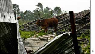 Cow grazes in wreckage of Cuban home