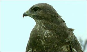 Buzzard