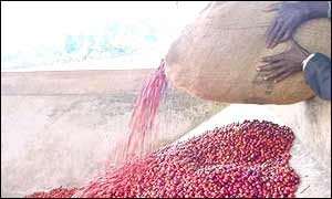 Unroasted coffee beans