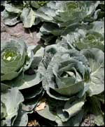 Senegalese cabbage, BBC