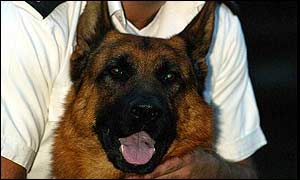 Major, the police dog