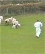 Adrian Walker moves in on the stray sheep