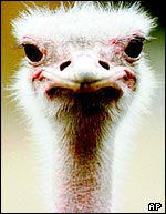 Ostrich, AP