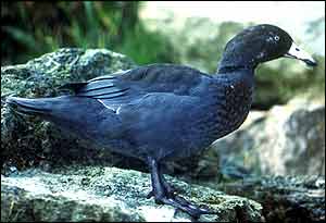 Male blue duck Jonathan Leach/WWT