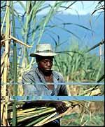 A worker in sugar plantation
