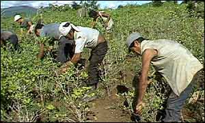Workers in a field of cocaine