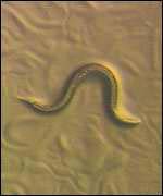 Nematode