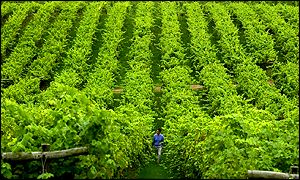 Three Choirs Vineyards