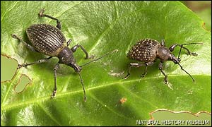 Otiorhynchus armadillo (right) and Otiorhynchus salicicola