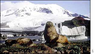 Elephant seals bask on Heard Island 