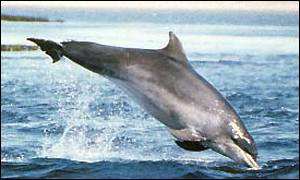 Bottlenose dolphin