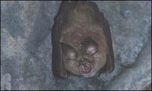 Greater Horseshoe Bat - photo by John J Kaczaknow