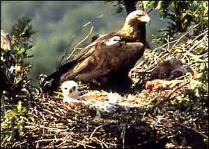 Eagle and chick in nest S Danko