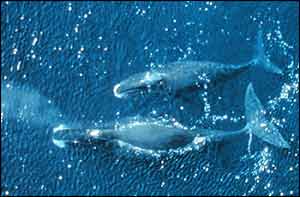 Two bowheads from above (photo: Noaa)