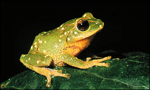 Frog, Image courtesy of Madhava Meegaskumbura