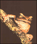 Frog, Image courtesy of Madhava Meegaskumbura