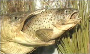 Pike and trout catch