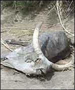 Dead cattle in Afar, Ethiopia 