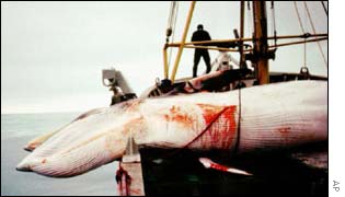 Minke whale hauled aboard a Norwegian whaling ship