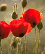 Poppies John Lawton