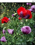 Opium poppies