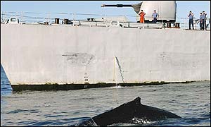 HMS Nottingham and Southern Right Whale