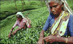 Tea pickers in Sri Lanka