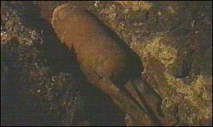 WW II bomb on Hendon Beach