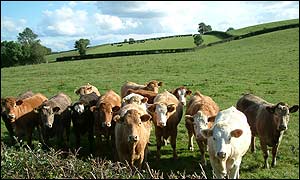 Cows in the paddock at the centre of Northern Ireland