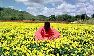 Zimbabwean flower farm
