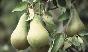 Pears