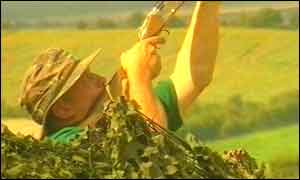 Hunter shooting pigeon