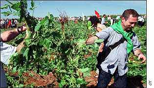 Jose Bove in Brazilian GM crop field