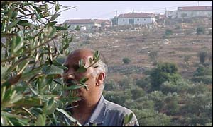 Palestinian olive grower near the Jewish settlement of Tapuach