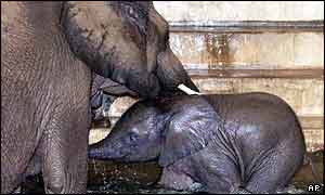 An elephant and her baby at a zoo in Germany