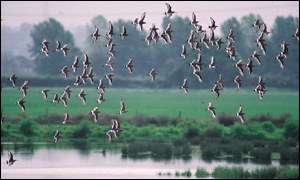 Godwits flying