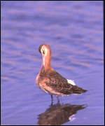 Godwit