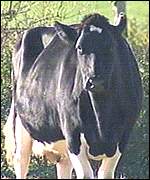 cow