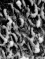 Nannobacteria seen in the Mars rock