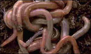 worms